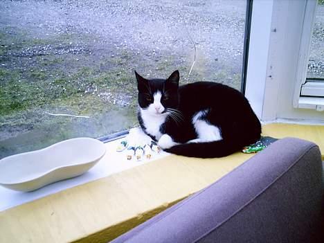 Blanding af racer Perle - Perle  billede 8