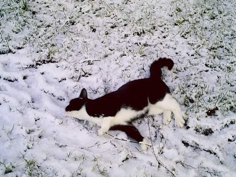 Blanding af racer Perle - Perle i sneen! billede 9