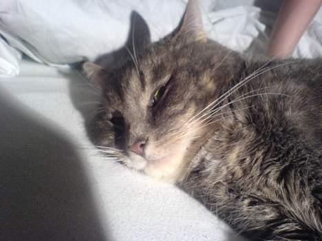 Huskat Mini < 3 - Her strækker han sig < 3 søøøøødt :´) billede 7