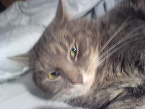 Huskat Mini < 3 - Nåårh < 3 Elsker ham bare såå HØJT :´) billede 8