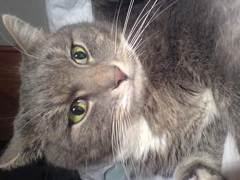 Huskat Mini < 3 - Totaltfil billed af den dejlige mini < 3 :´) billede 9