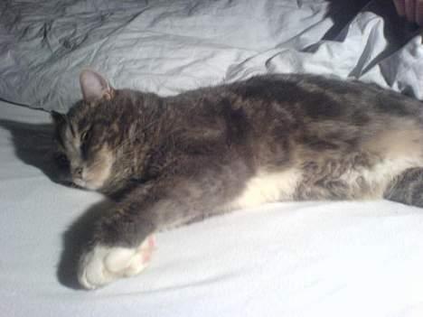 Huskat Mini < 3 billede 11