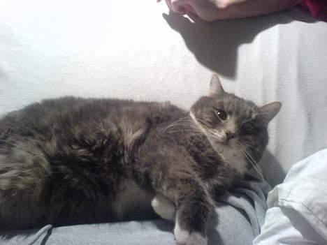 Huskat Mini < 3 billede 12