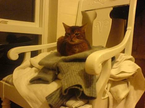 Abyssinier Sethi af Khartoum billede 7