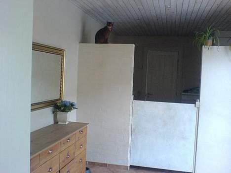 Abyssinier Sethi af Khartoum - e de der havlmure er <3 han elsker at sidde der <3 :´) billede 8