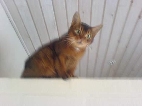 Abyssinier Sethi af Khartoum - Huset er Sethis konge hus < 3 :) billede 9