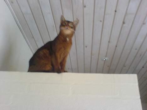 Abyssinier Sethi af Khartoum - Seter at sidde oppe på nogel havlvægge vi har i gangen og holde øje med os alle sammen < 3 billede 10