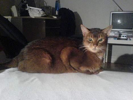 Abyssinier Sethi af Khartoum - elsker kke mig om morgenen ved at putte sig helt oppe ved mit hoved utrolig højt < 3  billede 11