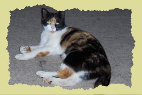 Huskat Sabine billede 11