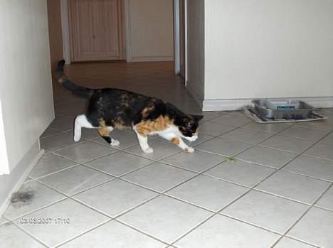 Huskat Sabine billede 12