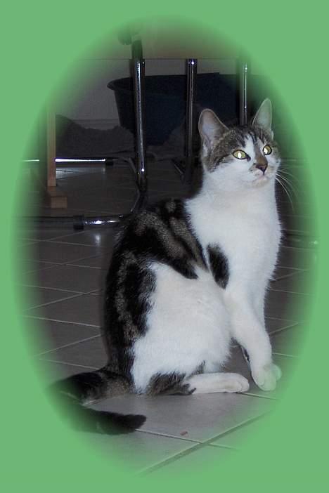 Huskat Gigi billede 8