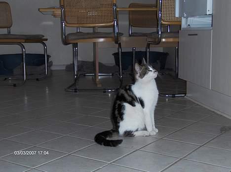 Huskat Gigi billede 9