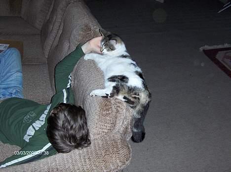 Huskat Gigi billede 10