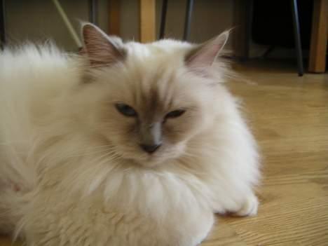 Hellig Birma Kiwi von Sivebæk billede 17