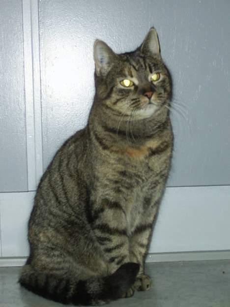 Huskat Jane FORSVUNDET JAN.08 billede 1