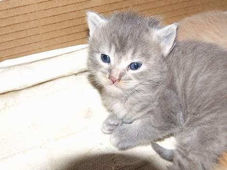 Maine Coon Miss Daisy - Daisy som hel lille<3 billede 8