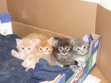 Maine Coon Miss Daisy - Daisy sammen med sine søskende<3 billede 9