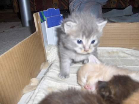 Maine Coon Miss Daisy - lille Daisy igen<3 billede 10