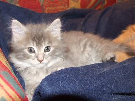 Maine Coon Miss Daisy billede 11