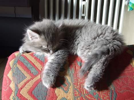 Maine Coon Miss Daisy - Uhh en lille lur er altid godt<3 billede 12