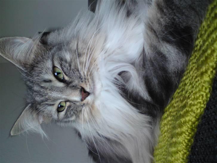 Norsk Skovkat Bastian R.I.P - STOR mis er man blevet.. se lige min manke:) billede 1