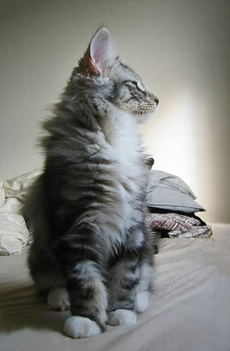 Norsk Skovkat Bastian R.I.P - Så majestætisk man kan se ud... ;) billede 2