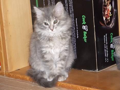 Maine Coon Miss Daisy - Hej med jer<3 billede 13