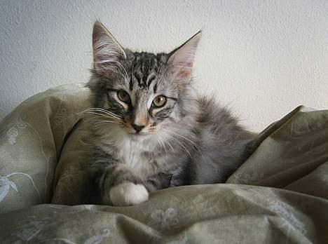 Norsk Skovkat Bastian R.I.P - Ligger lige og putter i de varme dyner... billede 3