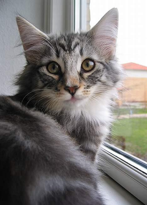 Norsk Skovkat Bastian R.I.P - GISP! Der bliver taget billeder!! billede 4