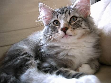 Norsk Skovkat Bastian R.I.P - Den lille uldtot hygger på sofaen... billede 5