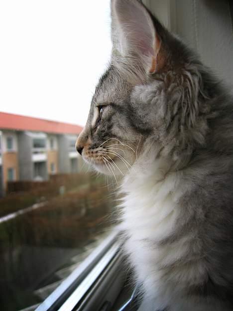 Norsk Skovkat Bastian R.I.P - Hov!!.. Tror jeg så en fugl!!... :) billede 6