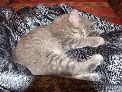 Maine Coon Miss Daisy - En flyder<3 billede 14