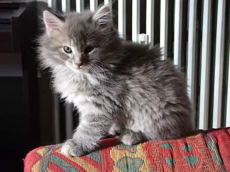 Maine Coon Miss Daisy billede 15