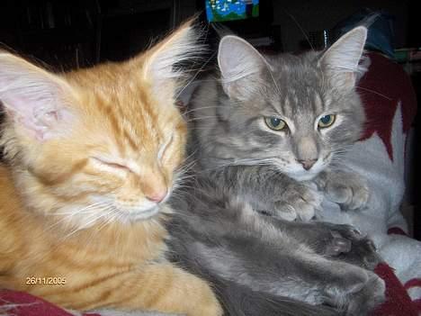 Maine Coon Miss Daisy - Daisys mor(den orange) og hendes far(den grå) billede 16
