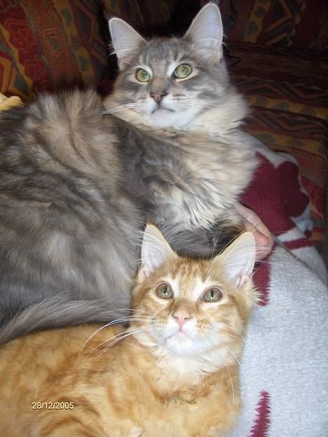 Maine Coon Miss Daisy - Daisys mor og far igen<3 billede 17