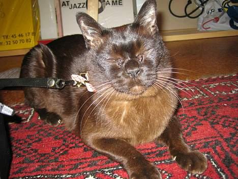 Burmeser Møllers billede 8