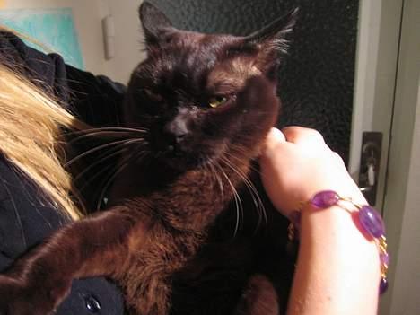 Burmeser Møllers billede 9