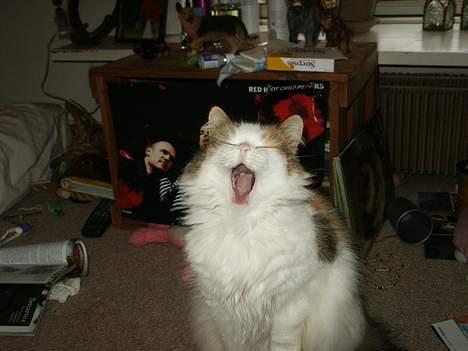 Norsk Skovkat Elmely's Nala II billede 1