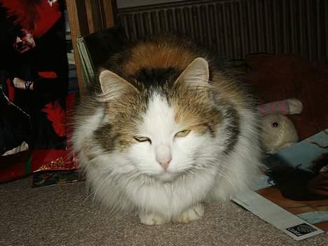 Norsk Skovkat Elmely's Nala II billede 2