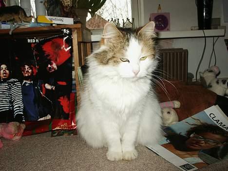 Norsk Skovkat Elmely's Nala II billede 3