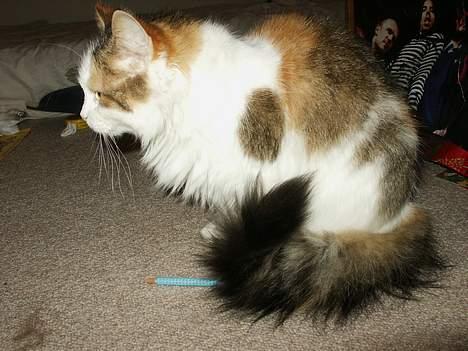 Norsk Skovkat Elmely's Nala II billede 4