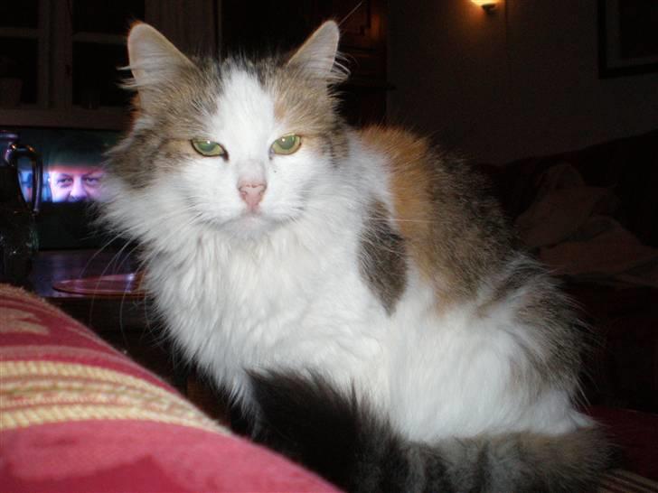 Norsk Skovkat Elmely's Nala II billede 5