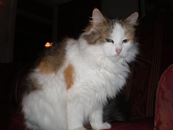 Norsk Skovkat Elmely's Nala II billede 6