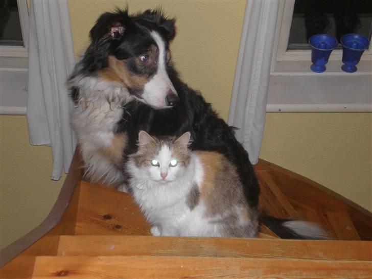 Norsk Skovkat Elmely's Nala II billede 7