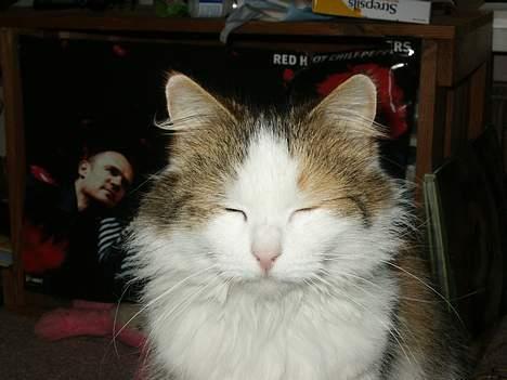 Norsk Skovkat Elmely's Nala II billede 8