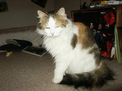 Norsk Skovkat Elmely's Nala II billede 9