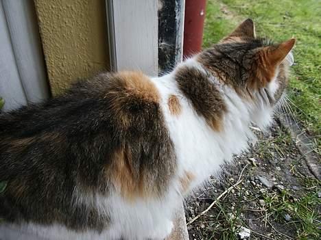 Norsk Skovkat Elmely's Nala II billede 10