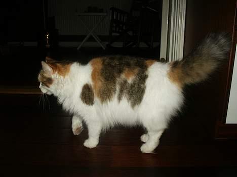 Norsk Skovkat Elmely's Nala II billede 11