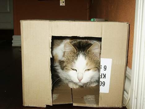 Norsk Skovkat Elmely's Nala II billede 12