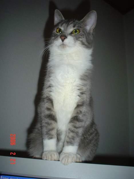 Huskat Ronja billede 1